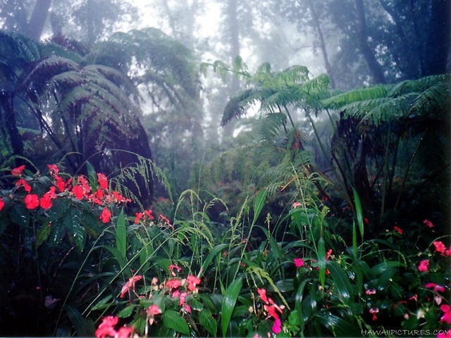 [rain_forest11024x768[5].jpg]