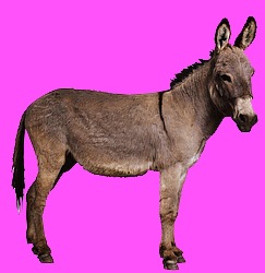 [Donkey-2123[7].jpg]