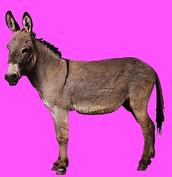 [Donkey-2123a[30].jpg]