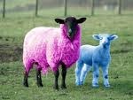 [pink sheep[5].jpg]