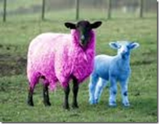 pink sheep