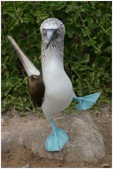[blue footed booby2[2].jpg]
