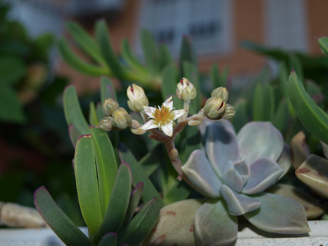 P4232249.JPG