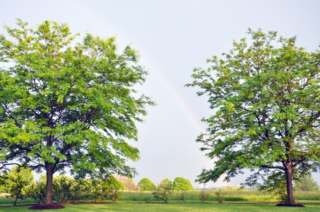 green 3