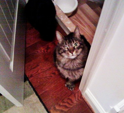 [cats[3].jpg]