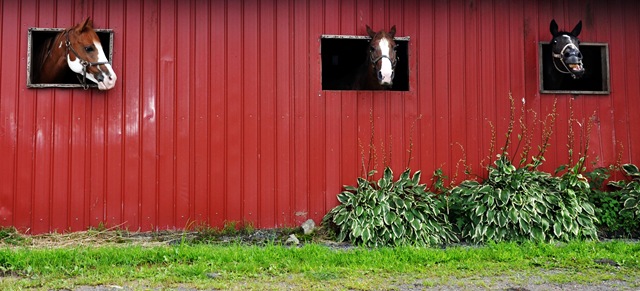 horses 001