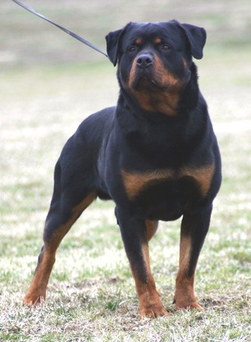 rottweiler