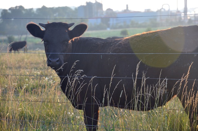 [cow 022[2].jpg]