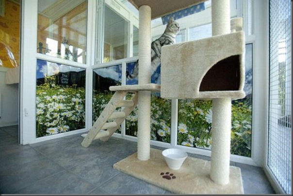 Hotel 5 estrala para gatos (5)