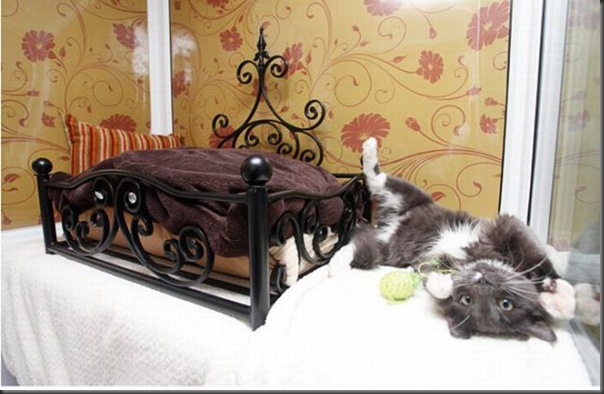 Hotel 5 estrala para gatos (1)