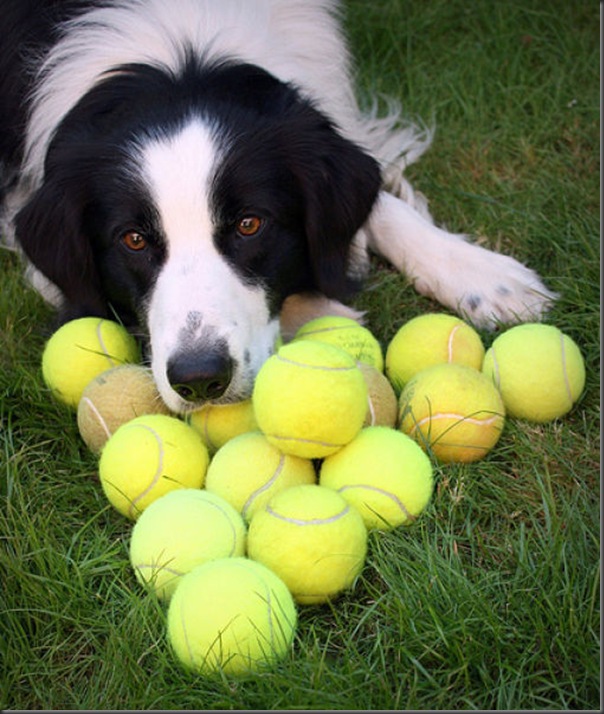 Cachorros e bolas de tênis (9)