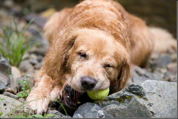 Cachorros e bolas de tênis (5)