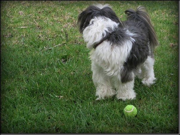 Cachorros e bolas de tênis (4)