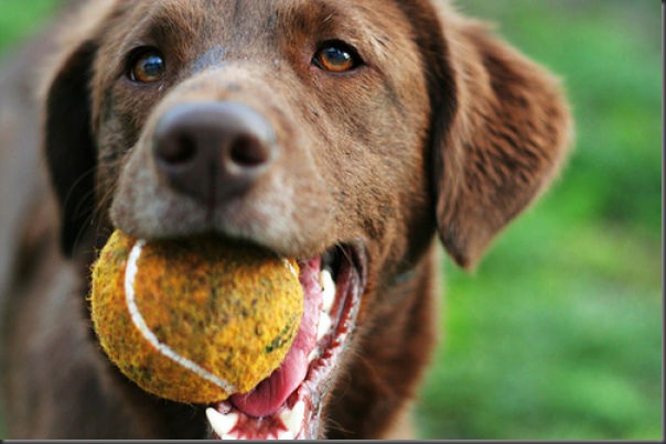 Cachorros e bolas de tênis (3)