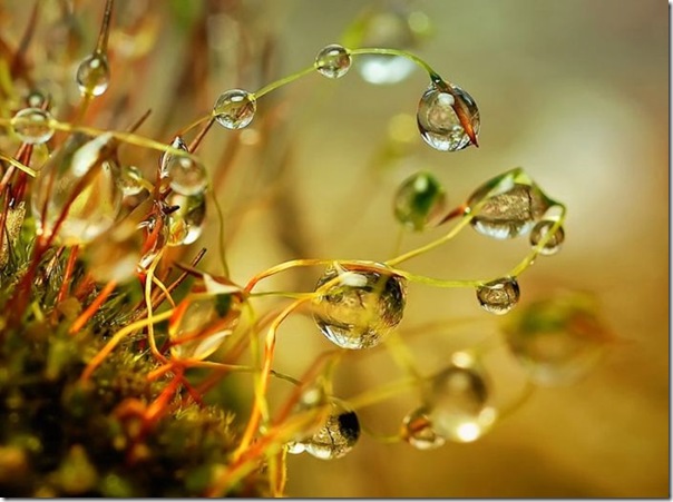 lindas imagens de gotas d'agua (2)