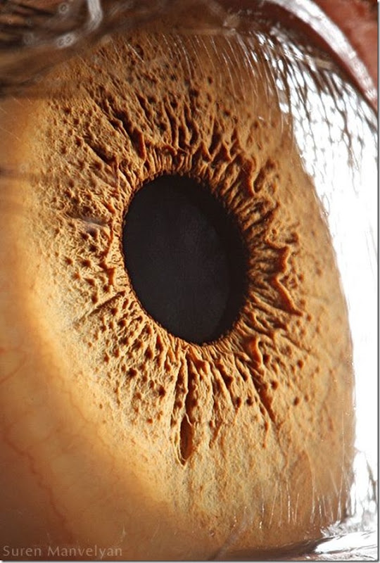 Fotos macro de olhos humanos (16)