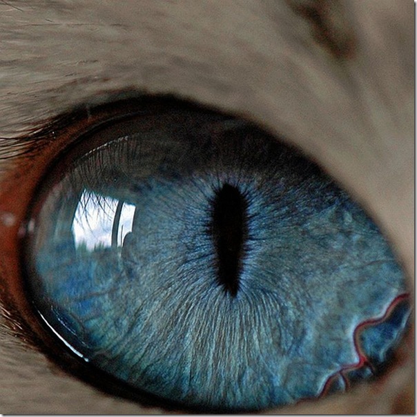 Fotos macro de olhos humanos (8)