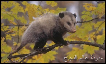 الأبوسوم الأبوسوم