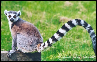 الليمور - الهبار الليمور - الهبار