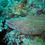 Maldives 2009 underwater