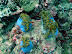 Anenome fish