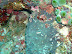 Nudibranch