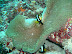 Anemone Fish