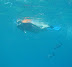 Snorkel Queen