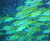 Snappers in a cave Fish Head dive