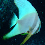 Maldives Underwater 2010