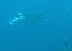 Manta Ray Kuda Bandos (check dive!)