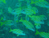Snappers in a cave Fish Head dive