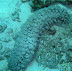 Sea Cucumber Velagali dive