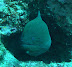 Moray Neil Kohlu Keli dive