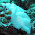 Anenome Cocoa Corner dive