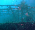 Kuda Giri Wreck dive