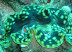 Giant Clam Kuda Giri Wreck dive