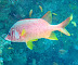 Squirrel Fish Guidarhoo Corner dive