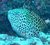Honeycomb Moray Guidarhoo Corner dive