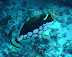 Clown Trigger Fish Ranikan dive