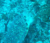 Turtle Velagali dive
