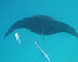Manta Ray, Rah Dhigga Island June 2010. Snorkelling. No zoom used!