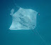 Manta Ray, Rah Dhigga Island June 2010. Snorkelling. No zoom used!