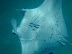 Manta Ray, Rah Dhigga Island June 2010. Snorkelling. No zoom used!