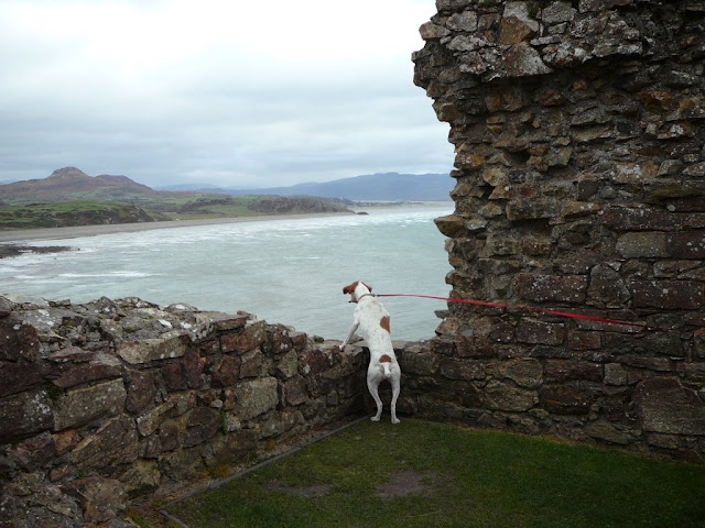 Siena checking out the steep drop from Criccieth Castle to the sea