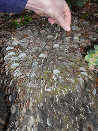This tree was actually growing money.  Dan got 2p from it.