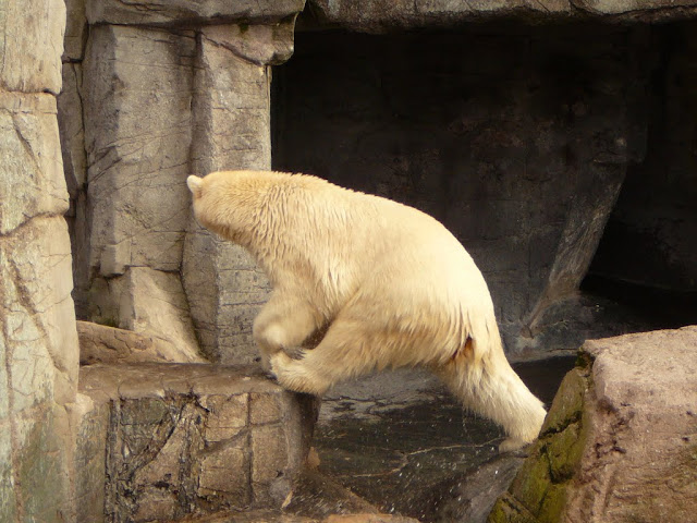 PolarBears