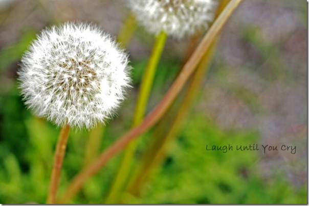 dandy2