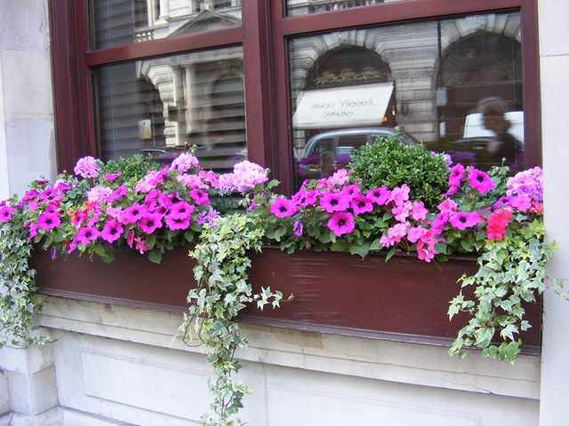 [DowntownWindowbox[10].jpg]