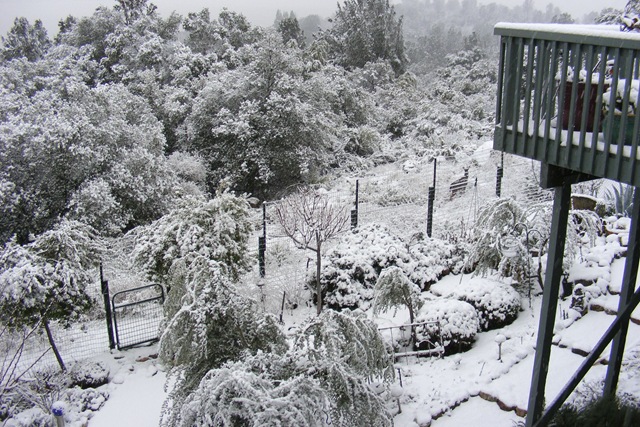 [SnowyDeer[5].jpg]